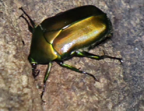 カナブン_凄いコナラ_2023年6月16日19時35分 気温23.1度